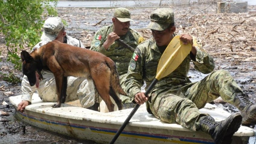 Binomios caninos del ejército se unen a búsqueda de personas desaparecidas en Oaxaca