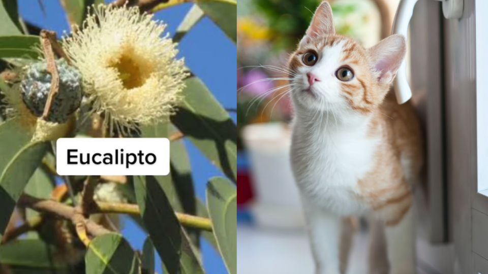 Ciertas plantas tienen sustancias nocivas para los animales.