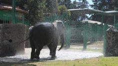 Parque Ecológico de Zacango acoge a animales rescatados: resguarda más de 200 especies