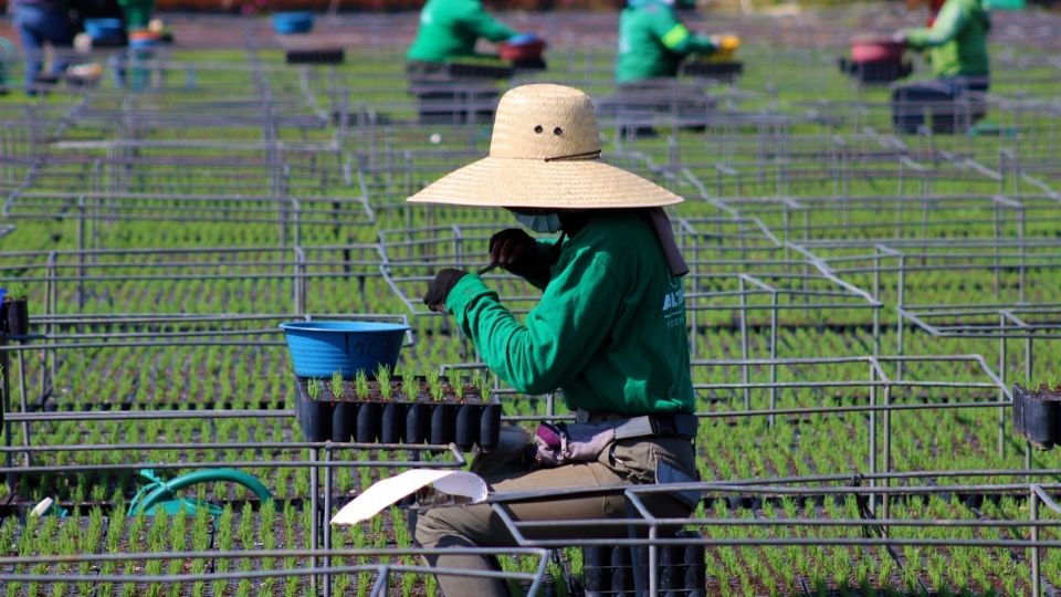 La ciudad apuesta al combate al cambio climático con mayor vegetación