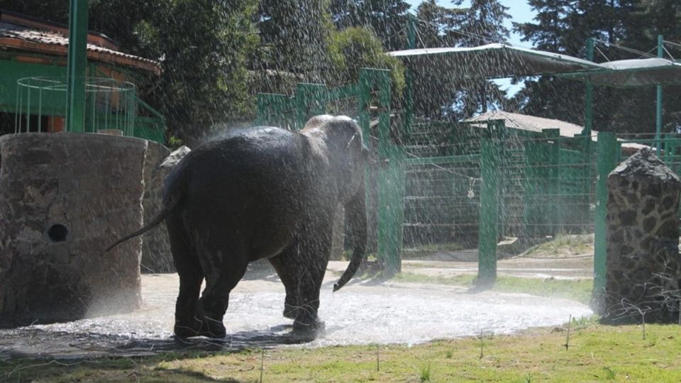 Un elefante en el Parque Ecológico de Zacango