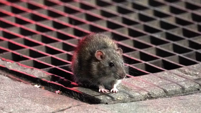 Ratas invaden Nueva York, son la nueva "epidemia" tras el Covid-19