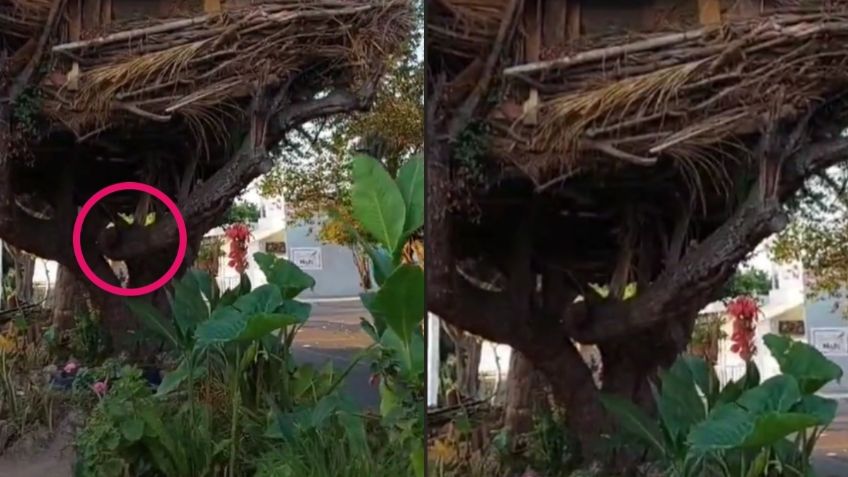 TikToker viraliza a jardinero que construye casas en árboles y bajo tierra en Zapopan | VIDEO