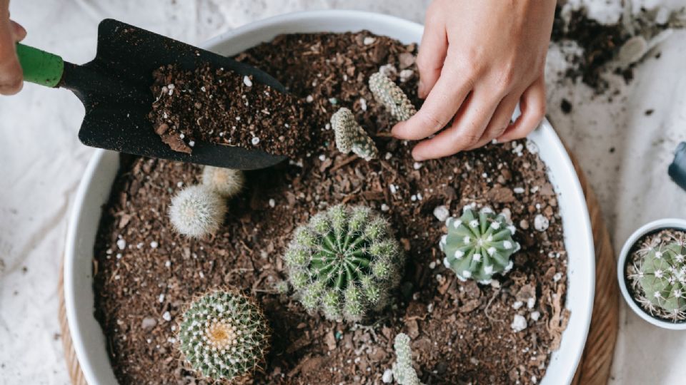 El no cuidar de forma correcta a los cactus puede llevarlos a la muerte.