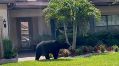 Vecinos de una comunidad en Florida ven a un enorme oso recorrer su vecindario