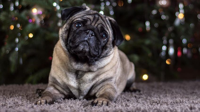 Descubre las 3 razas de perro que ladran menos