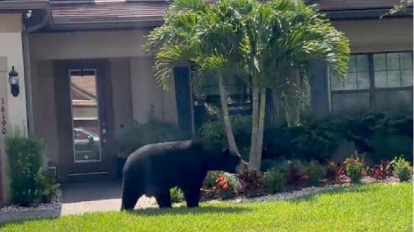 Vecinos de una comunidad en Florida ven a un enorme oso recorrer su vecindario