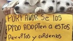 Niño rescata una camada de perritos que fueron abandonados; internautas ayudan a darlos en adopción