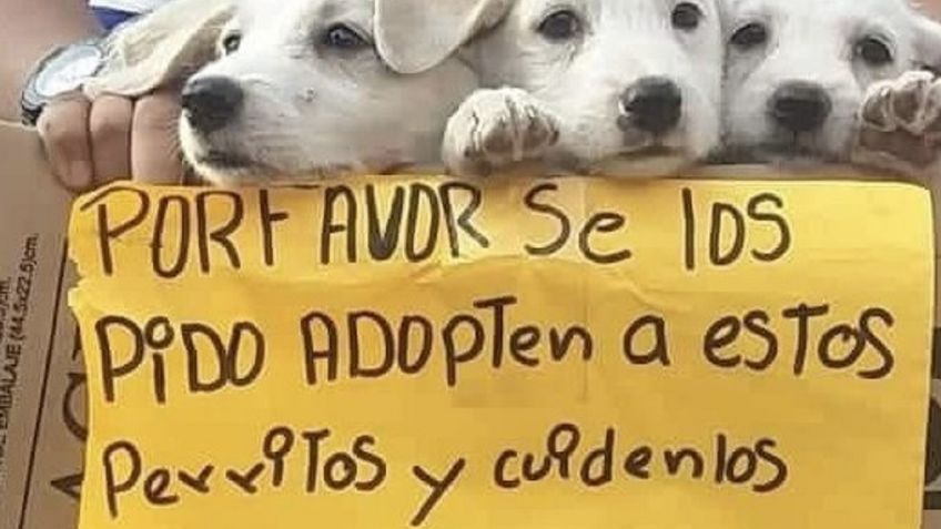 Niño rescata una camada de perritos que fueron abandonados; internautas ayudan a darlos en adopción