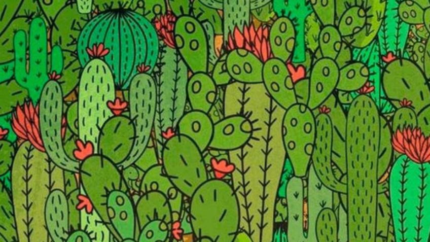 Encuentra los 3 ANIMALES que se esconden entre los cactus y prueba tu destreza visual: tienes 15 segundos