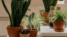 Hogar: 5 plantas muy fáciles de cuidar que casi no necesitan agua