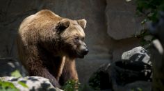 Oso pardo mata a un hombre que intentaba cazarlo en Rusia