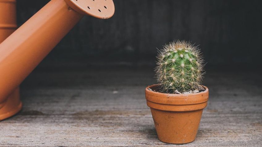 Cómo elegir la maceta ideal para tu planta de interior