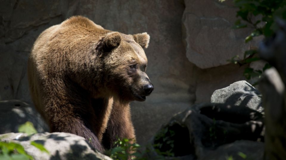 El animal y el cazador murieron