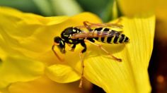 Esta es la planta de exterior que ahuyenta a las abejas y avispas