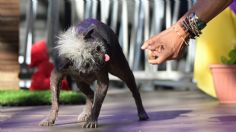 Él es Mr. Happy Face, “el perro más feo del mundo” sin pelo y con un mohicano | FOTOS