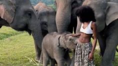 Bebé elefante juega con una modelo y la deja sin falda | VIDEO