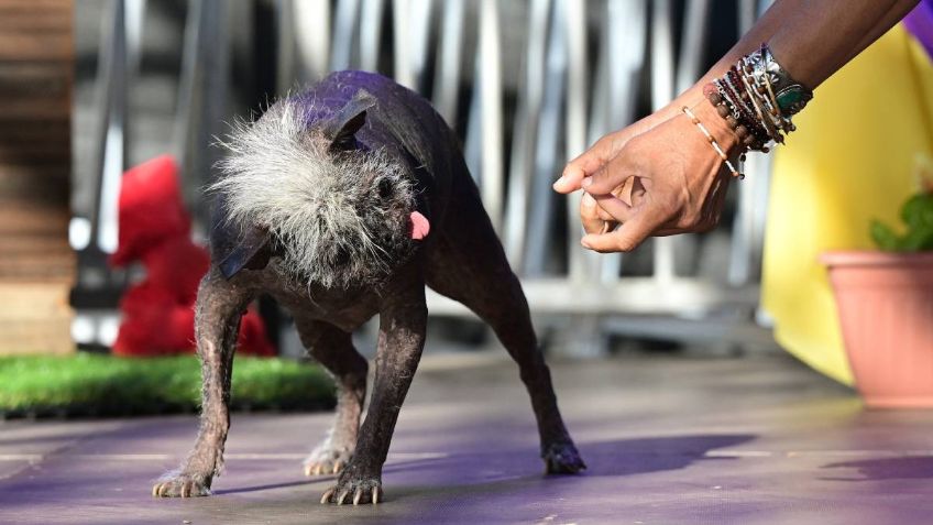 Él es Mr. Happy Face, “el perro más feo del mundo” sin pelo y con un mohicano | FOTOS