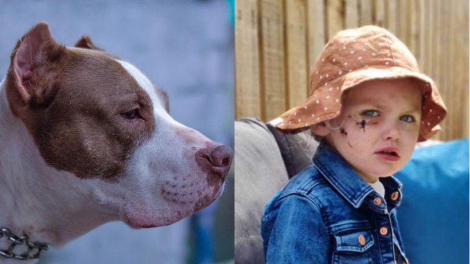 La niña comía papas fritas, cuando decidió compartirle un poco al perro del vecino