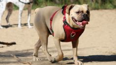 Tlalpan pone en marcha curso de rescate para perros que puedan actuar en caso de un desastre natural