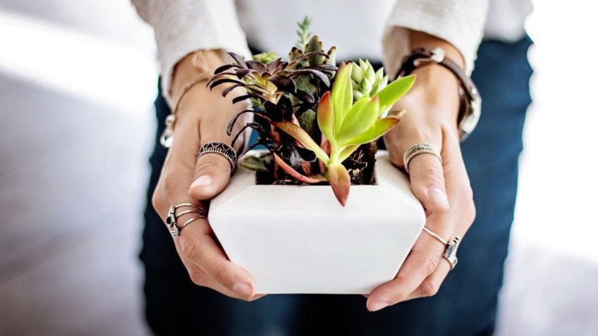 3 trucos para aprender a cuidar tus plantas de interior