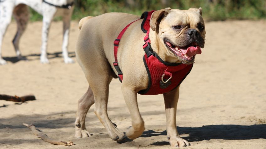 Tlalpan pone en marcha curso de rescate para perros que puedan actuar en caso de un desastre natural