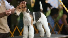 Este es el perro ‘más lindo del mundo’, según una competencia