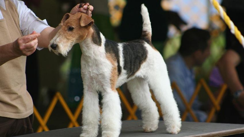 Este es el perro ‘más lindo del mundo’, según una competencia