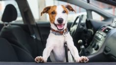 CDMX: ¿Viajas con tu perro en el auto? OJO esta es la multa que podrías recibir