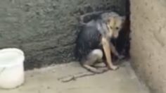 Maltrato animal en Edomex: Captan a perrita abandonada en una azotea bajo la lluvia en Tlalnepantla | VIDEO