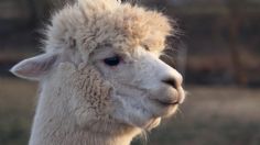 Llamas podrían proteger a los humanos contra el Covid-19 y sus futuras variantes con su sistema inmune, según estudio