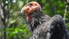 Trasladarán a cuatro cóndores de California del Zoológico de Chapultepec a la Sierra de San Pedro Mártir