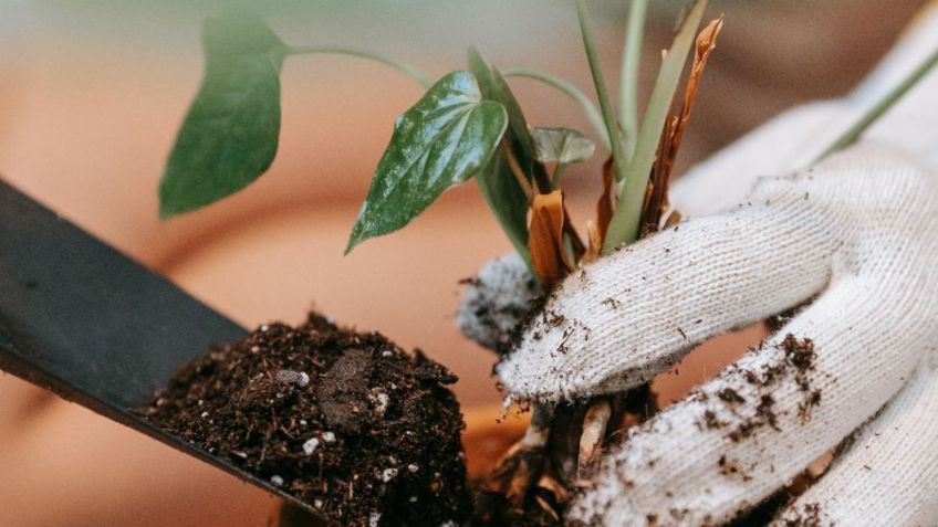 Así puedes cultivar en tu casa la planta más cara del mundo