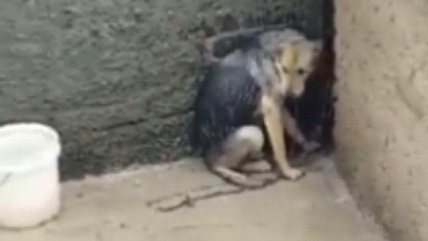 Maltrato animal en Edomex: Captan a perrita abandonada en una azotea bajo la lluvia en Tlalnepantla | VIDEO