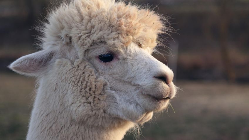 Llamas podrían proteger a los humanos contra el Covid-19 y sus futuras variantes con su sistema inmune, según estudio