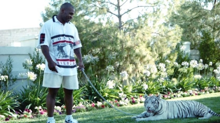 Mike Tyson y sus tigres de bengala: la historia de cómo los consiguió y por qué se deshizo de ellos