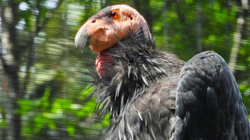 Trasladarán a cuatro cóndores de California del Zoológico de Chapultepec a la Sierra de San Pedro Mártir