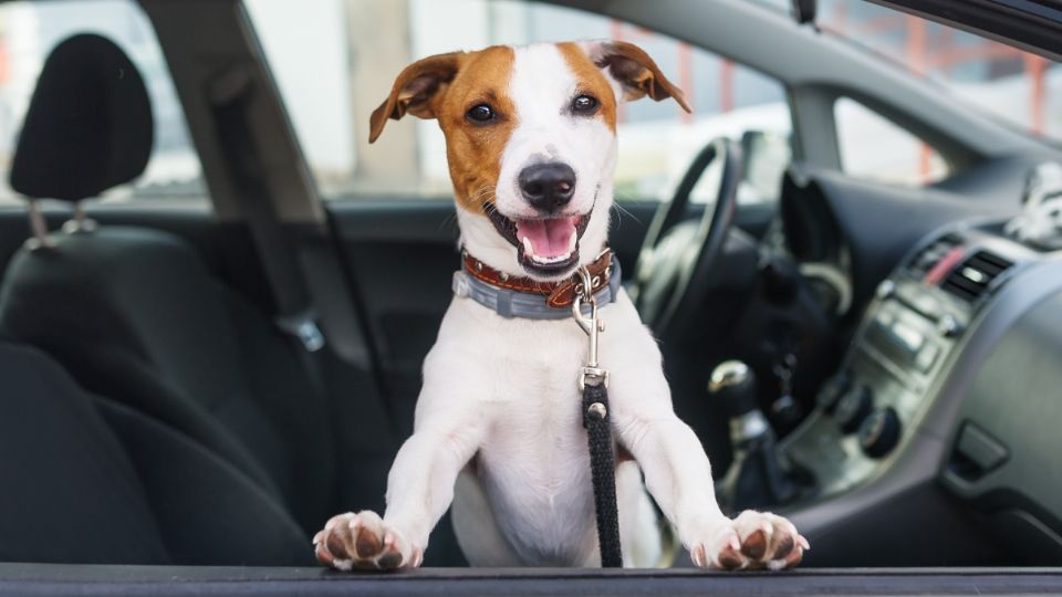 Perro viajando en el asiento del copiloto.