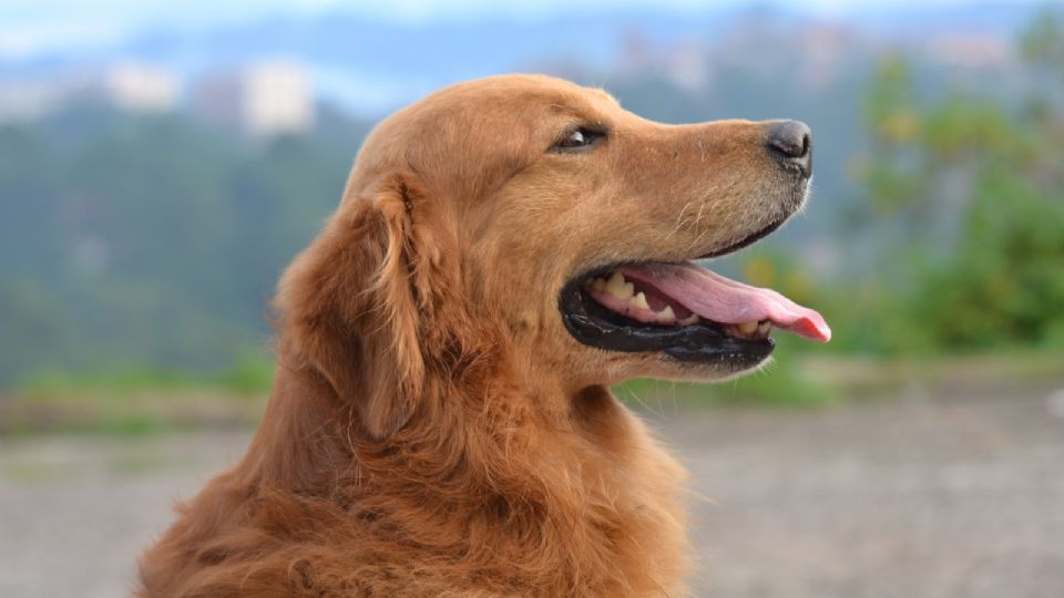 La perrita rescatada es una golden retriever