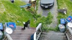 El aterrador momento en que un águila atrapa a un cachorro en el patio de su casa y se lo lleva volando