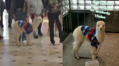 Pequeña alpaca pasea por centro comercial de Perú y se roba el corazón de los usuarios | VIDEO