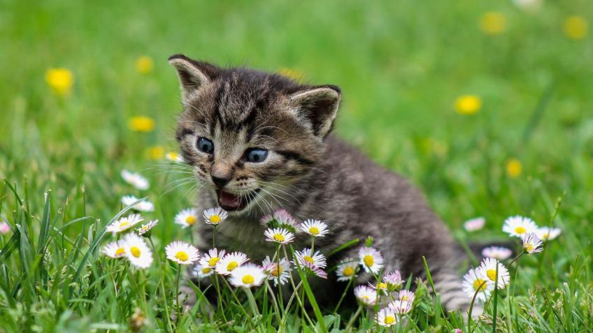 La razón por la que los gatos enloquecen con una planta