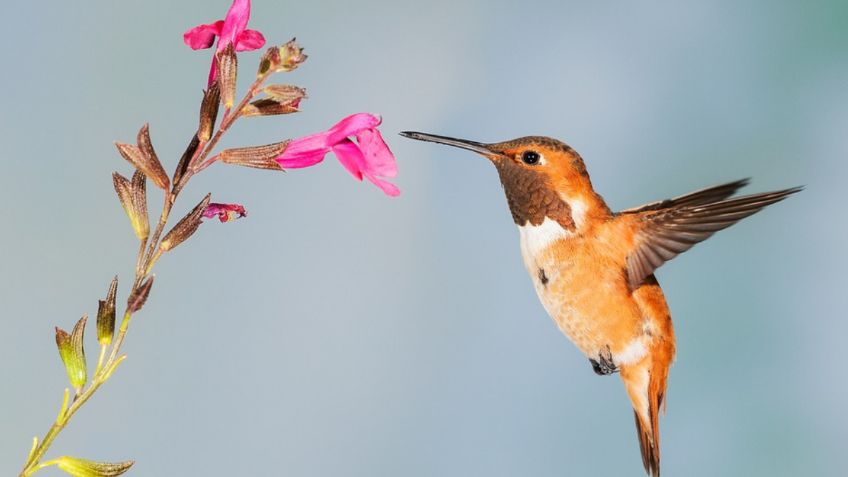 Así puedes hacer un jardín perfecto para atraer colibríes