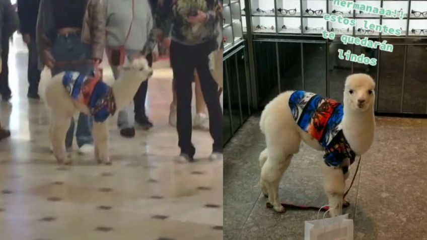 Pequeña alpaca pasea por centro comercial de Perú y se roba el corazón de los usuarios | VIDEO