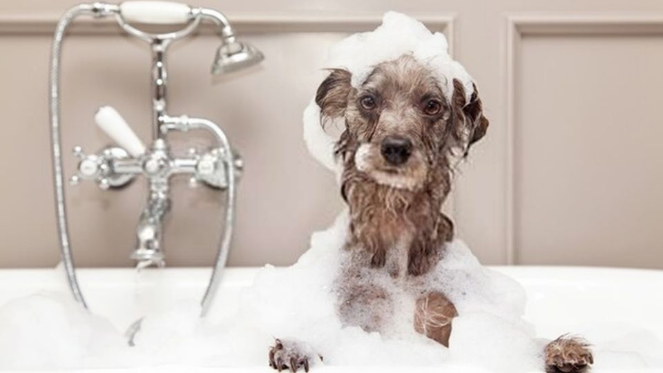 Perrito hermoso se muestra triste tras ser bañado.