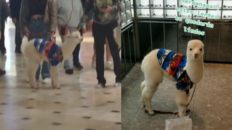 La pequeña alpaca llamó la atención de los asistentes.