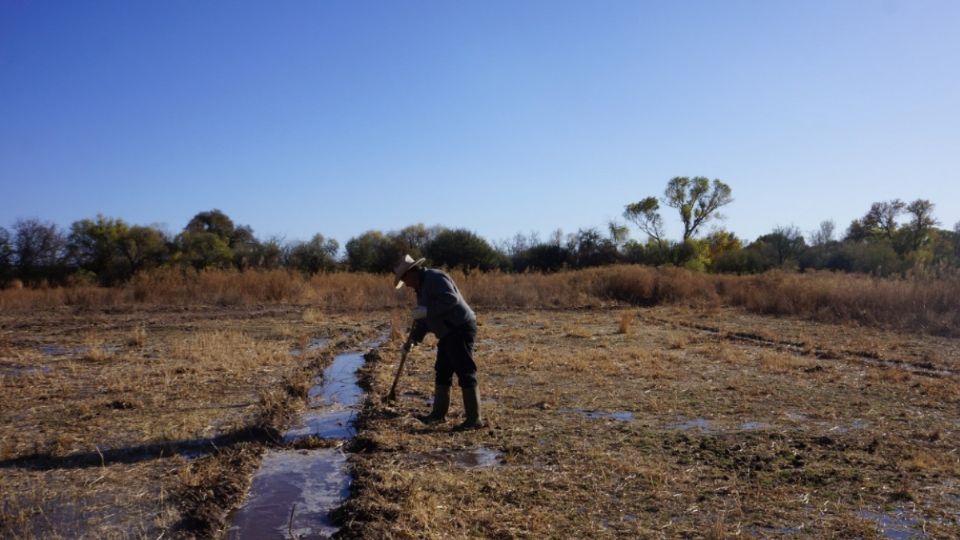 Afectados por contaminación del Río Sonora.