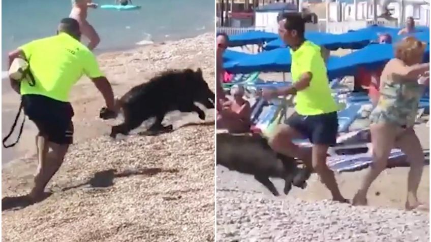 Jabalí salvaje "emerge" del mar y ataca a bañistas en una playa; así fue el momento exacto | VIDEO