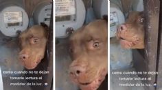 "Firulais está entrenado": Perro pitbull no deja que trabajador tome la lectura del medidor de luz de su hogar | VIDEO