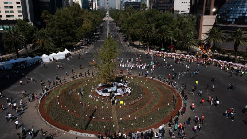 Ahora un Ahuehuete ocupa un lugar privilegiado en Paseo de la Reforma